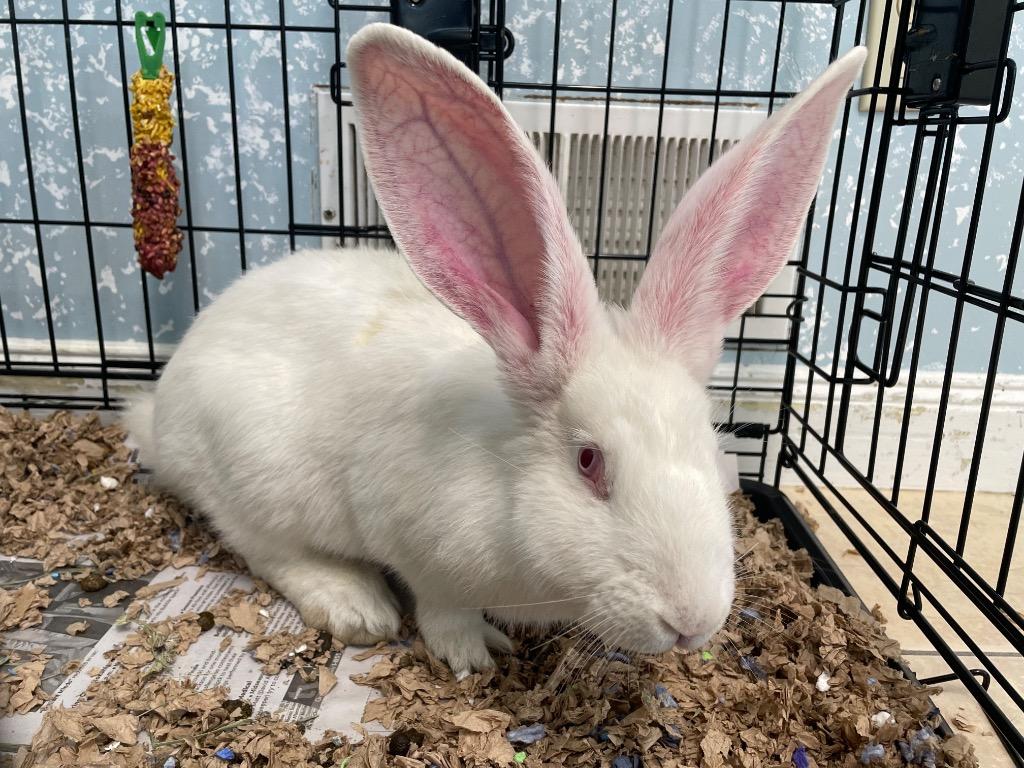 Enlarge Cool Whip, a Adoptable Dutch in Fall River, MA image 1/1