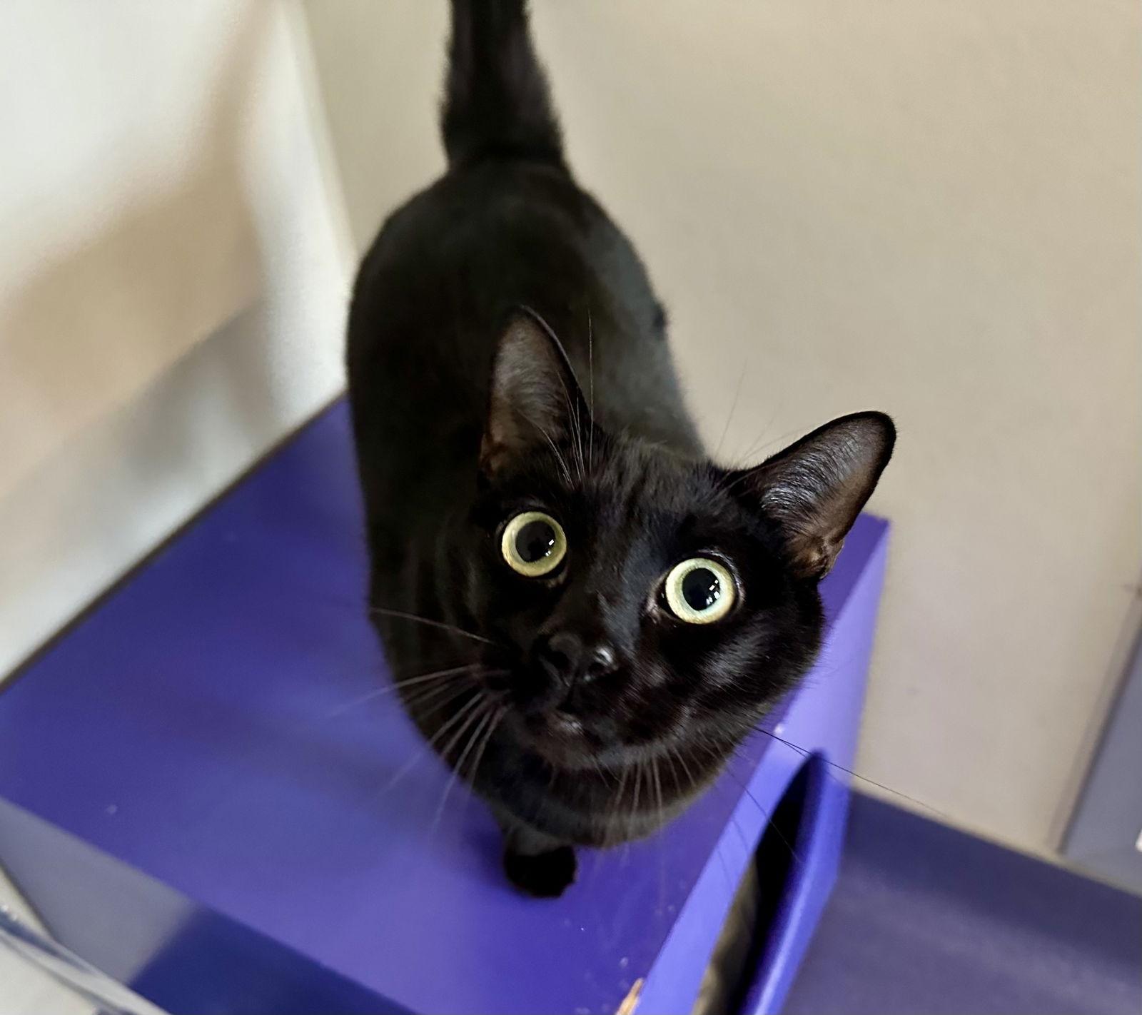 Enlarge Nash, a Adopted Domestic Short Hair in Burlingame, CA image 1/1