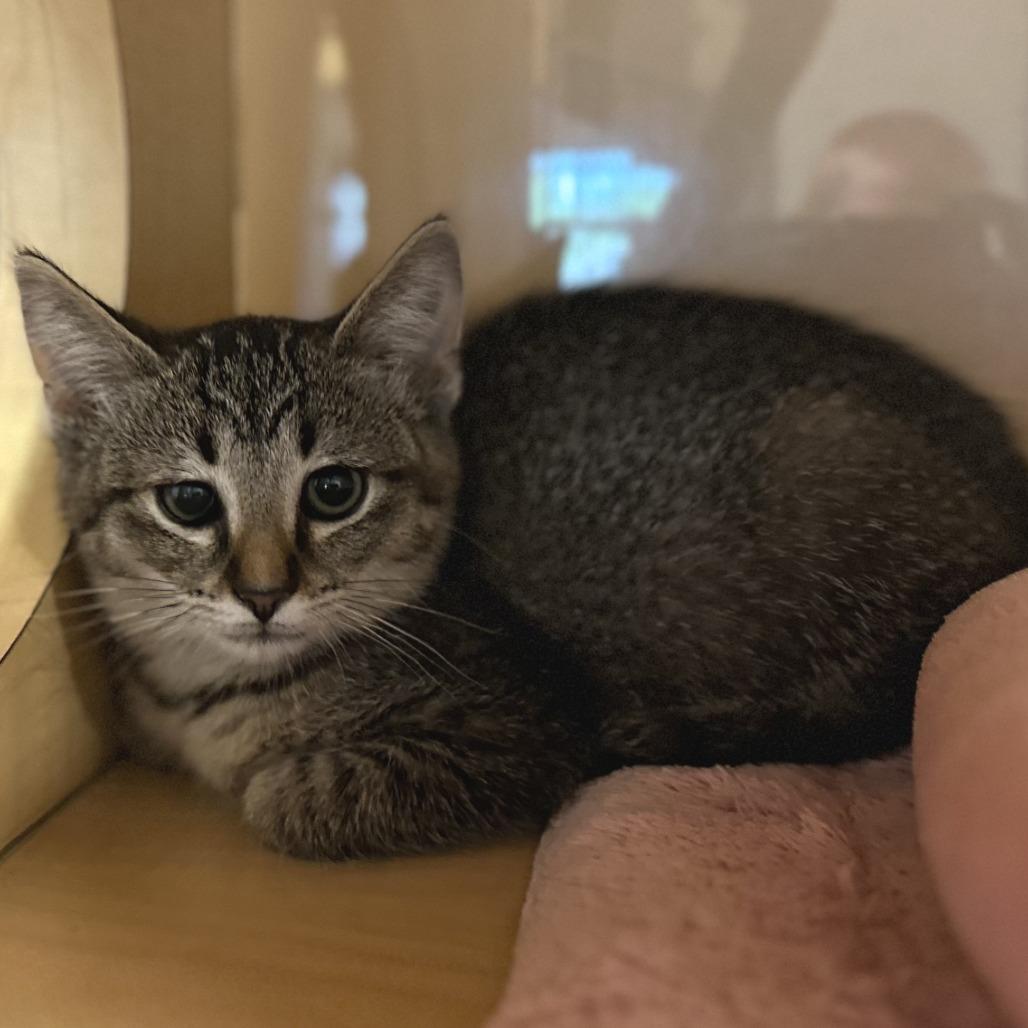 Hallie, Adoptable, Kitten Female Domestic Short Hair.