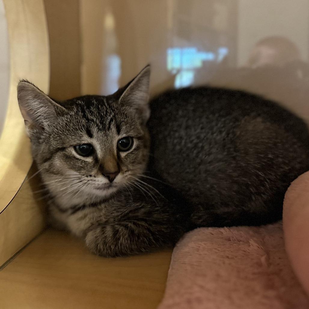Hallie, a Adoptable Domestic Short Hair in Washington Township, OH image 2/4
