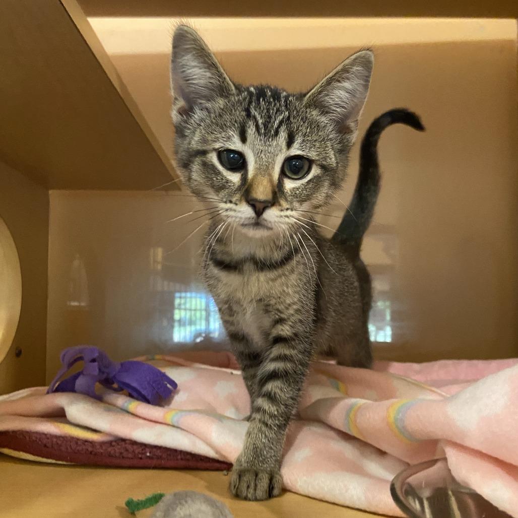 Hallie, a Adoptable Domestic Short Hair in Washington Township, OH image 3/4