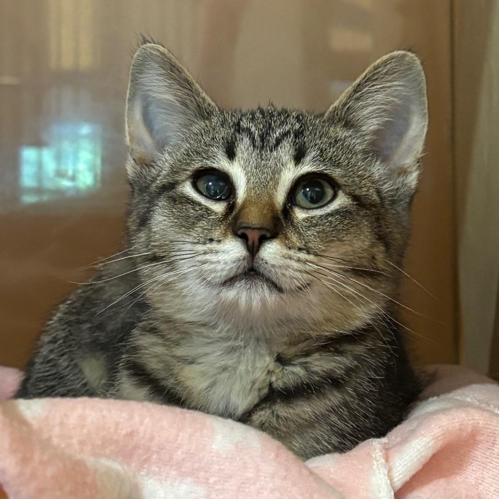 Hallie, a Adoptable Domestic Short Hair in Washington Township, OH image 4/4