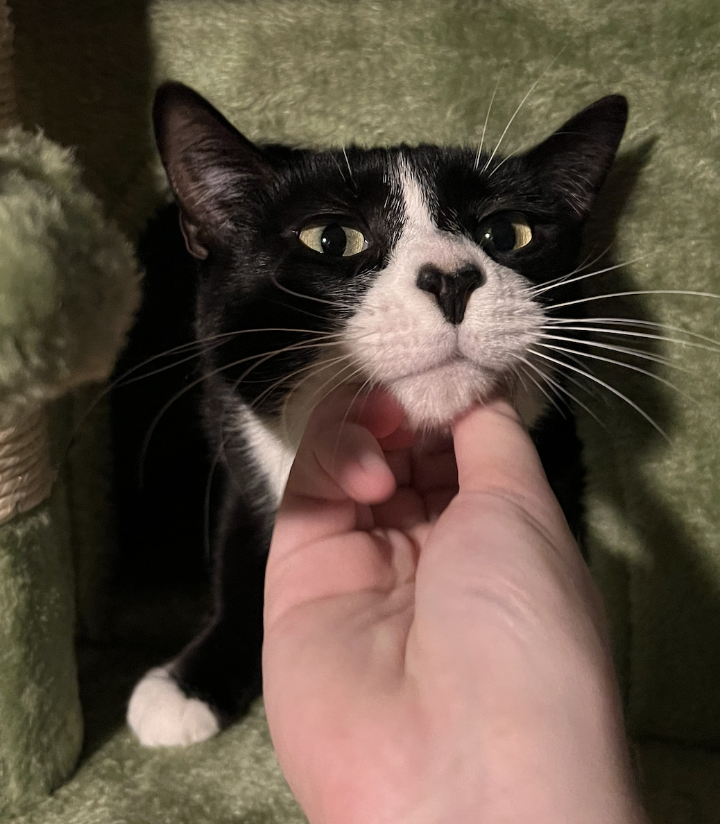 Enlarge Tiana , a Adoptable Domestic Short Hair in Kissimmee, FL image 1/3