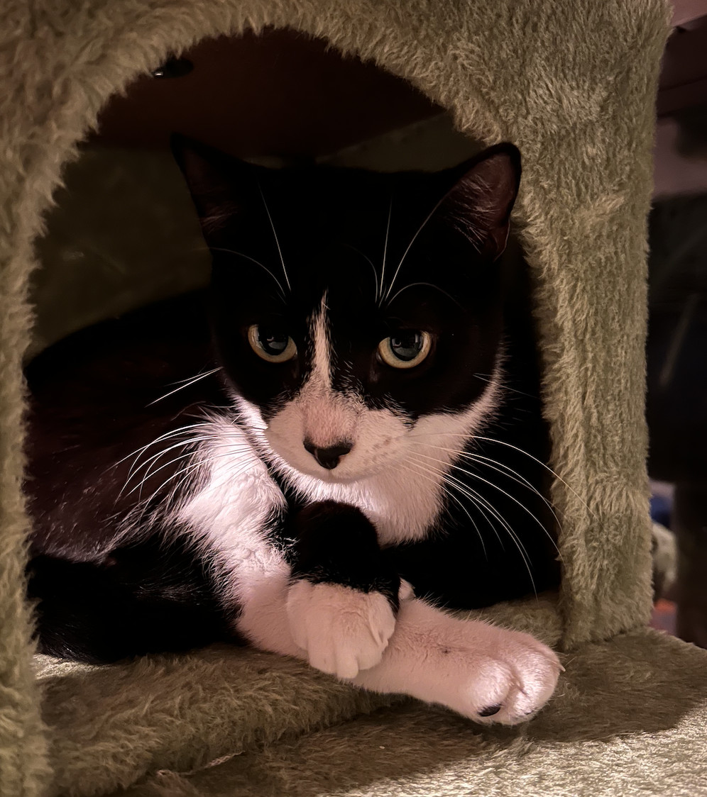 Enlarge Tiana , a Adoptable Domestic Short Hair in Kissimmee, FL image 2/3