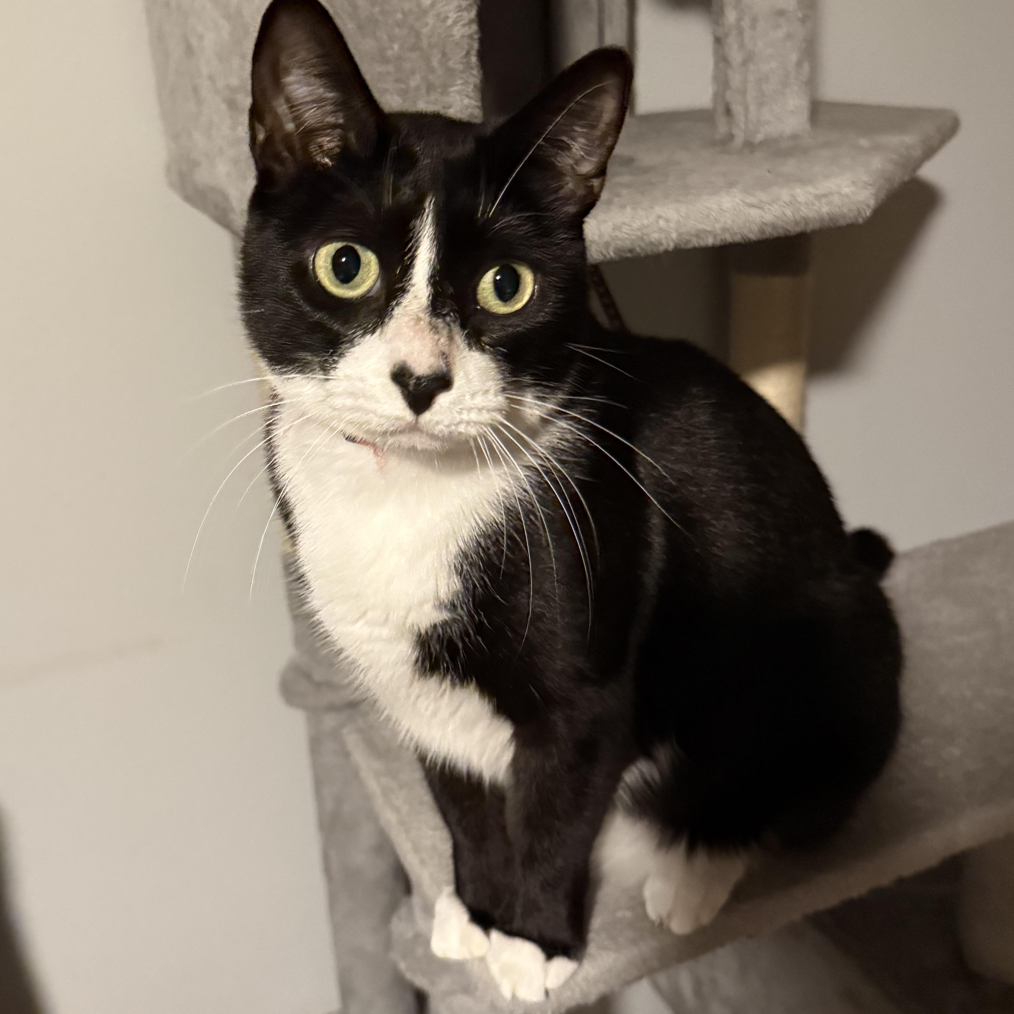 Enlarge Tiana , a Adoptable Domestic Short Hair in Kissimmee, FL image 1/4