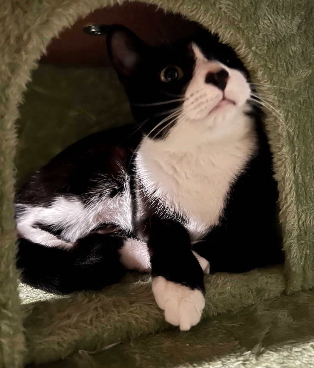 Enlarge Tiana , a Adoptable Domestic Short Hair in Kissimmee, FL image 3/3