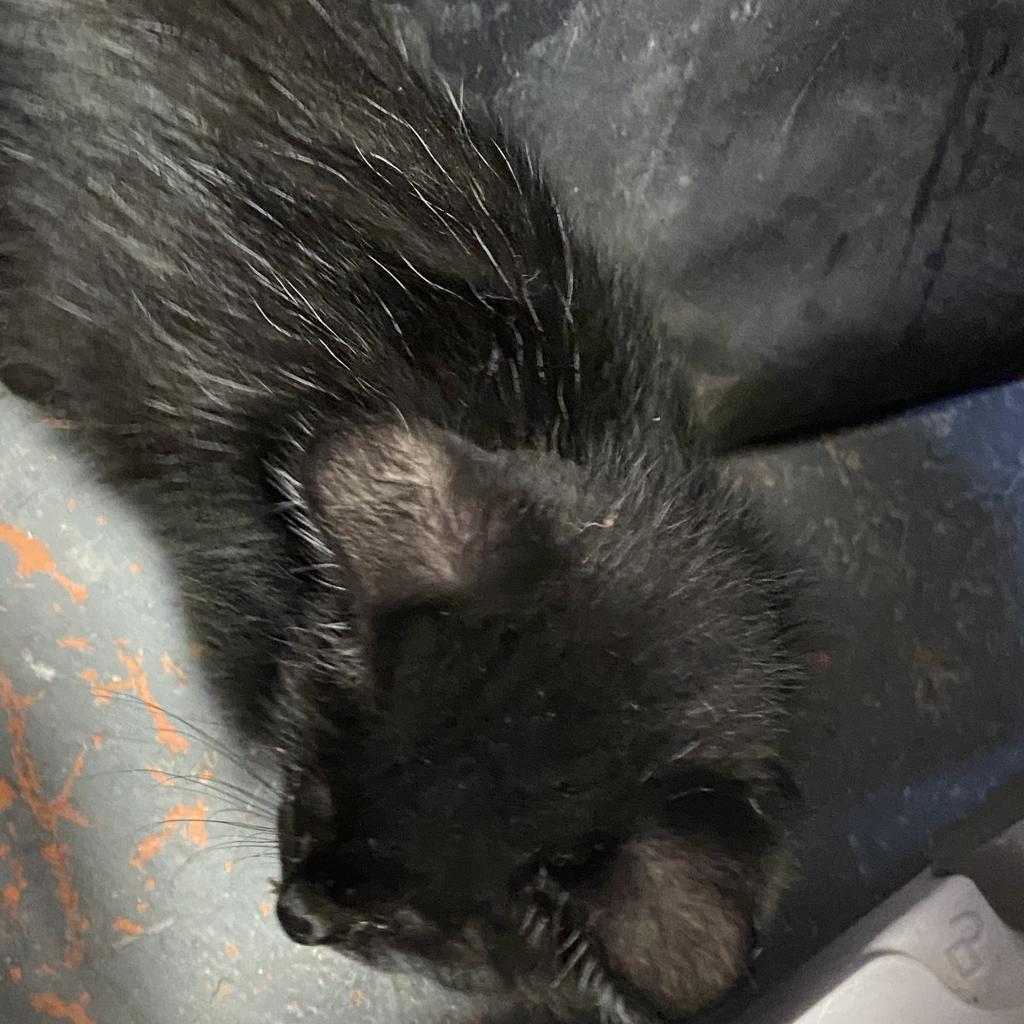 Chicory, a Adoptable Domestic Short Hair in New Orleans, LA image 1/3