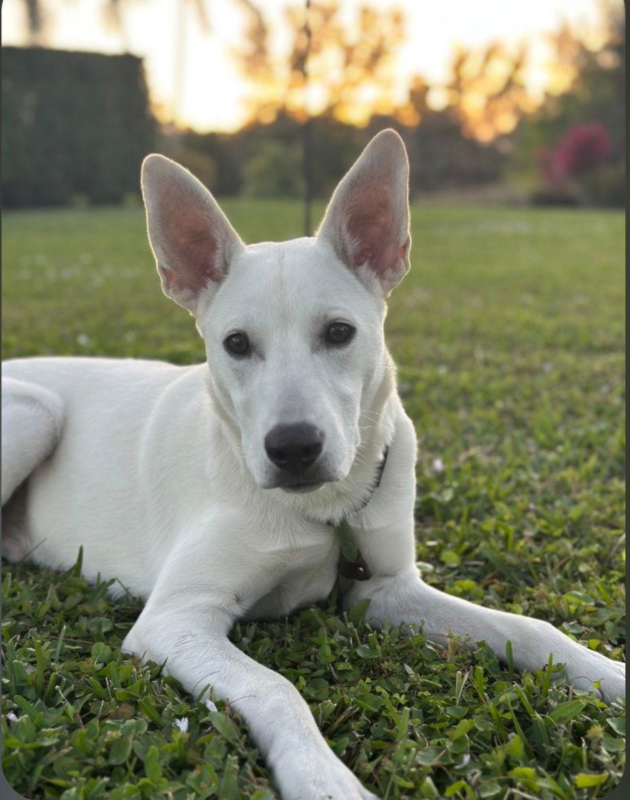 Enlarge Osbourne *, a Adoptable mixed breed in Royal Palm Beach, FL image 1/3