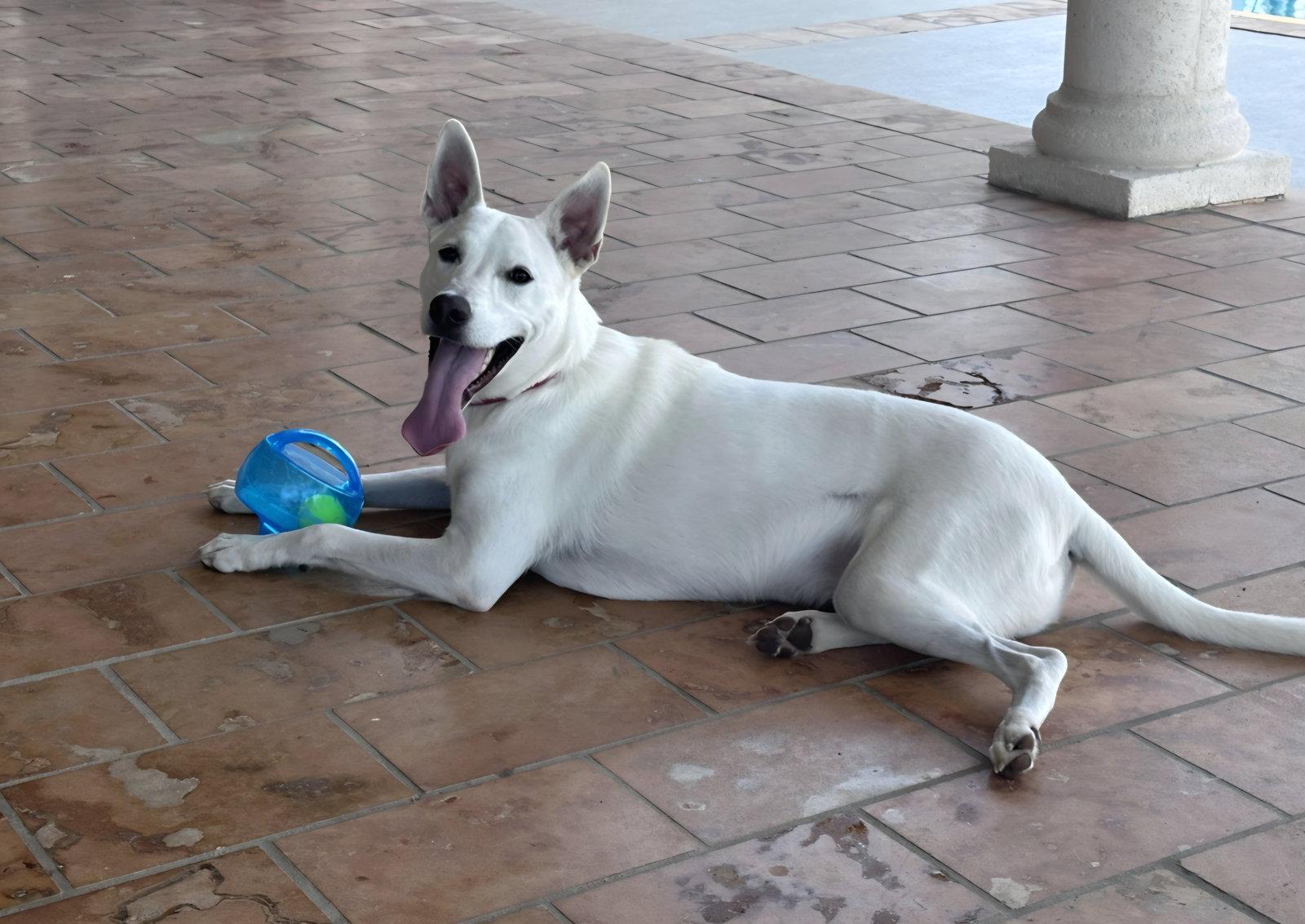 Osbourne *, Adoptable, Young Male Terrier & White German Shepherd.