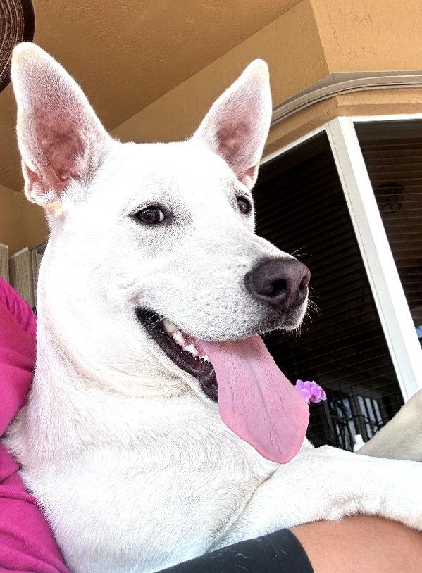 Osbourne *, a Adoptable mixed breed in Royal Palm Beach, FL image 2/3