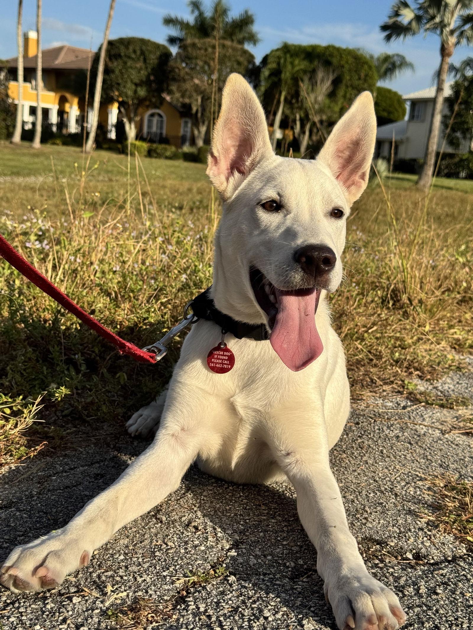 Osbourne *, Adoptable, Puppy Male Terrier & White German Shepherd.