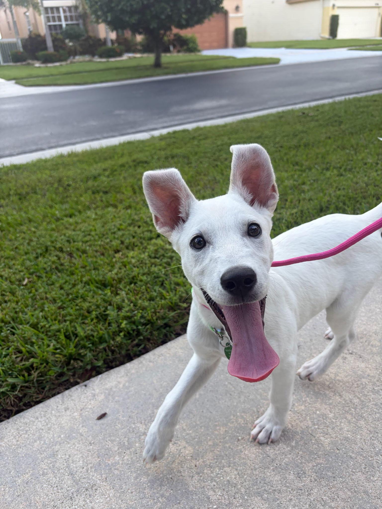 Enlarge Osbourne *, a Adoptable mixed breed in Royal Palm Beach, FL image 2/3