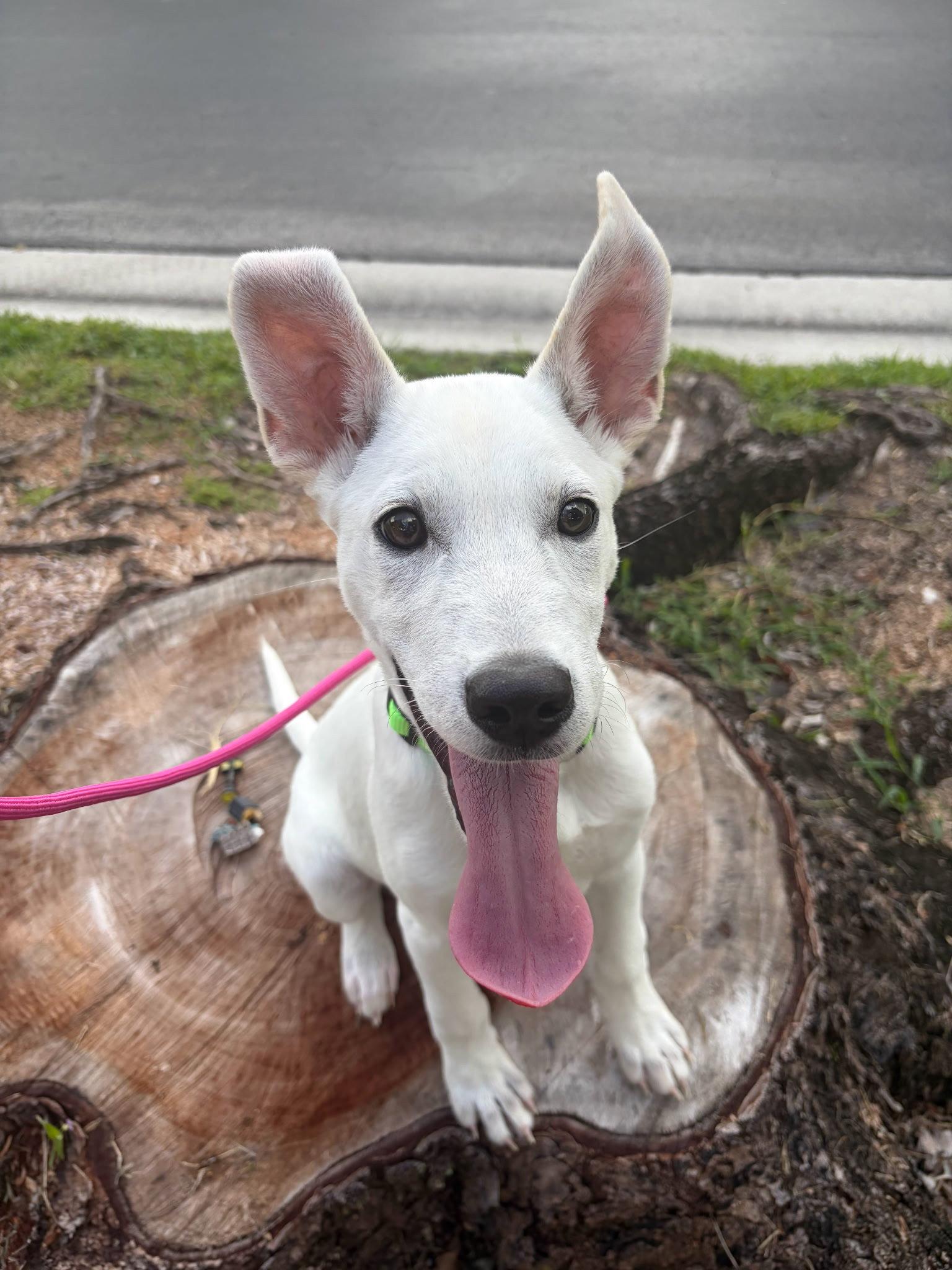 Osbourne *, a Adoptable mixed breed in Royal Palm Beach, FL image 3/3