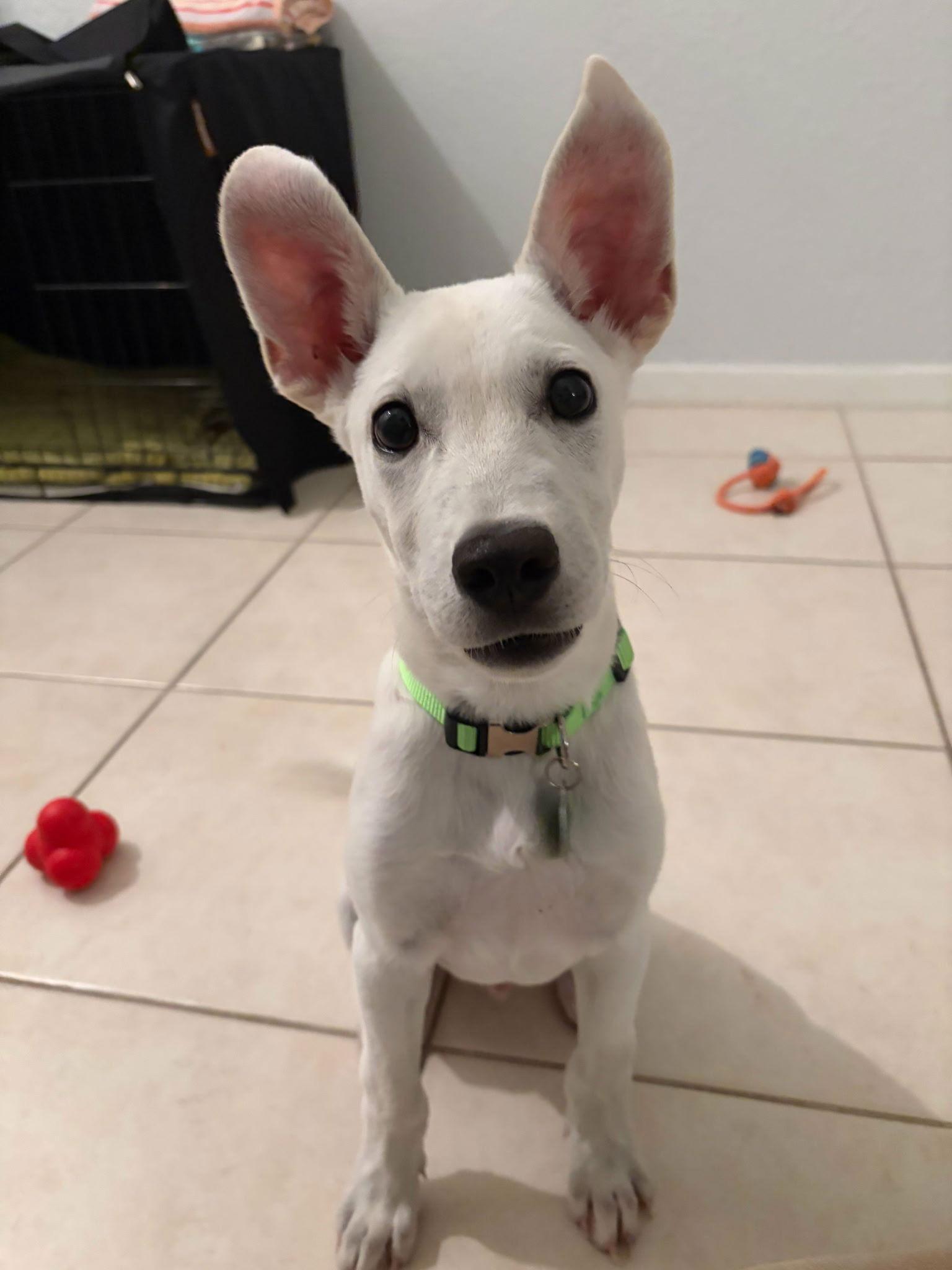 Enlarge Osbourne *, a Adoptable mixed breed in Royal Palm Beach, FL image 2/3