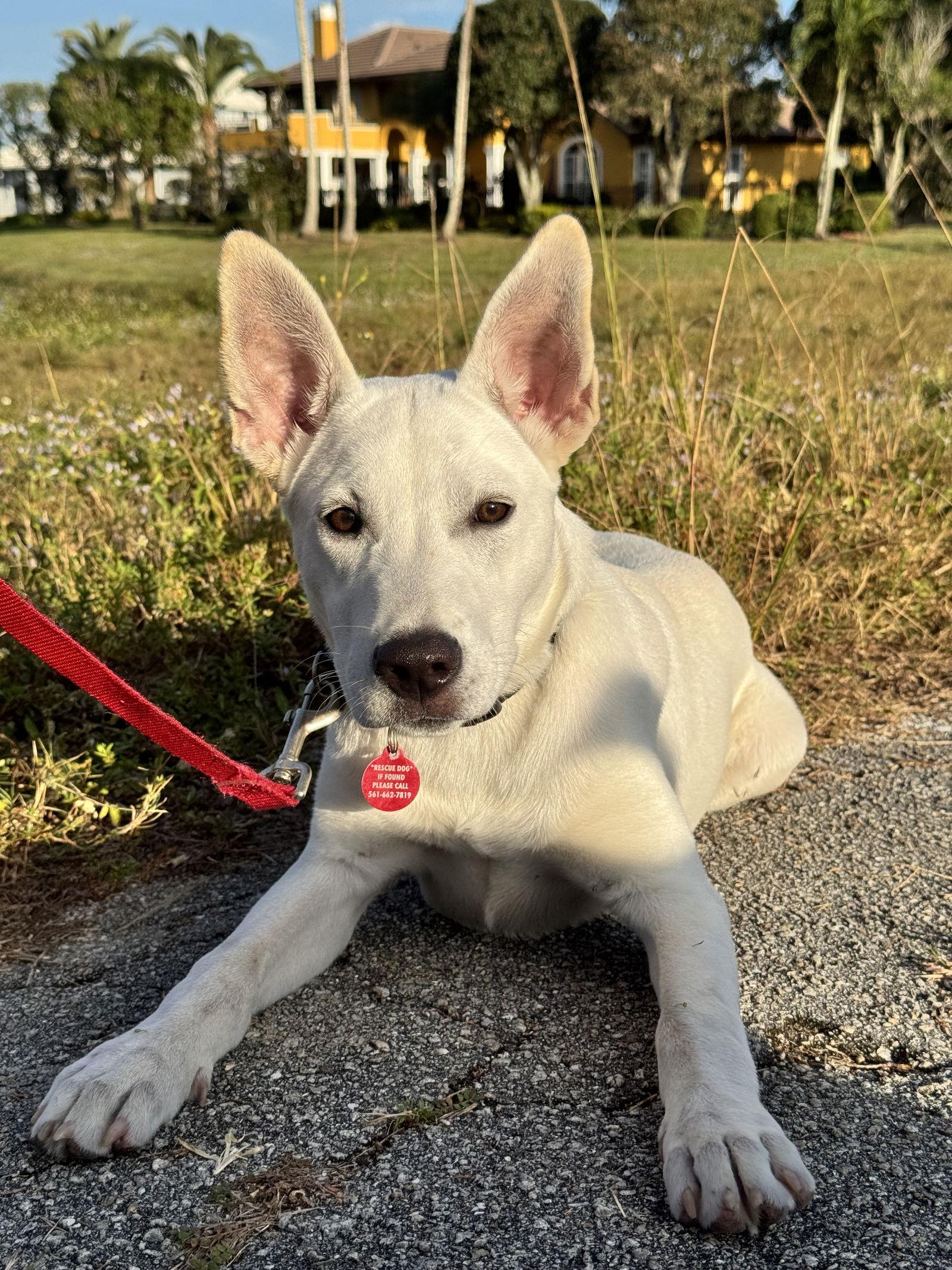 Enlarge Osbourne *, a Adoptable mixed breed in Royal Palm Beach, FL image 3/3