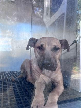 Enlarge Sadie - 1, a Adoptable mixed breed in Daytona Beach, FL image 1/3