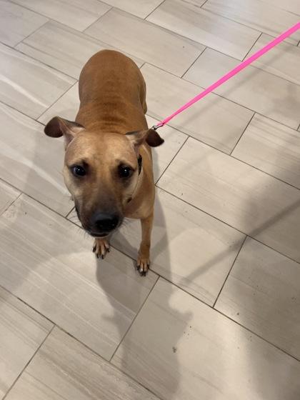 Enlarge Sadie - 1, a Adoptable mixed breed in Daytona Beach, FL image 2/3