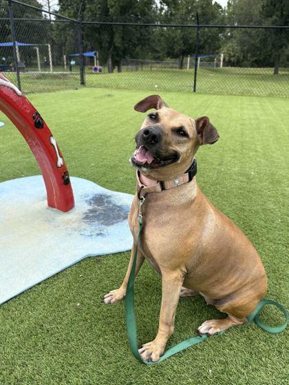 Enlarge Sadie - 1, a Adoptable mixed breed in Daytona Beach, FL image 3/3