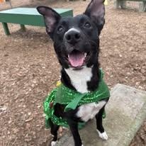 Jada, ADOPTABLE, Adult Female Terrier.