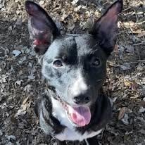 Jada, a ADOPTABLE mixed breed in St. Augustine, FL image 3/4