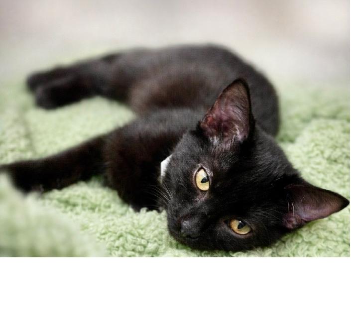 Porthos, Adoptable, Young Male Domestic Short Hair & Extra-Toes Cat / Hemingway Polydactyl.