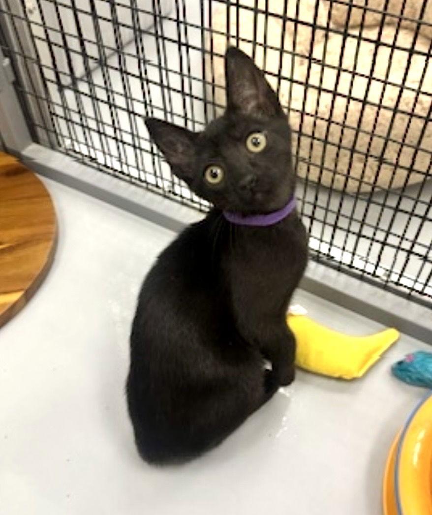 Enlarge Lincoln, a Adopted Domestic Short Hair in West Hills, CA image 1/2