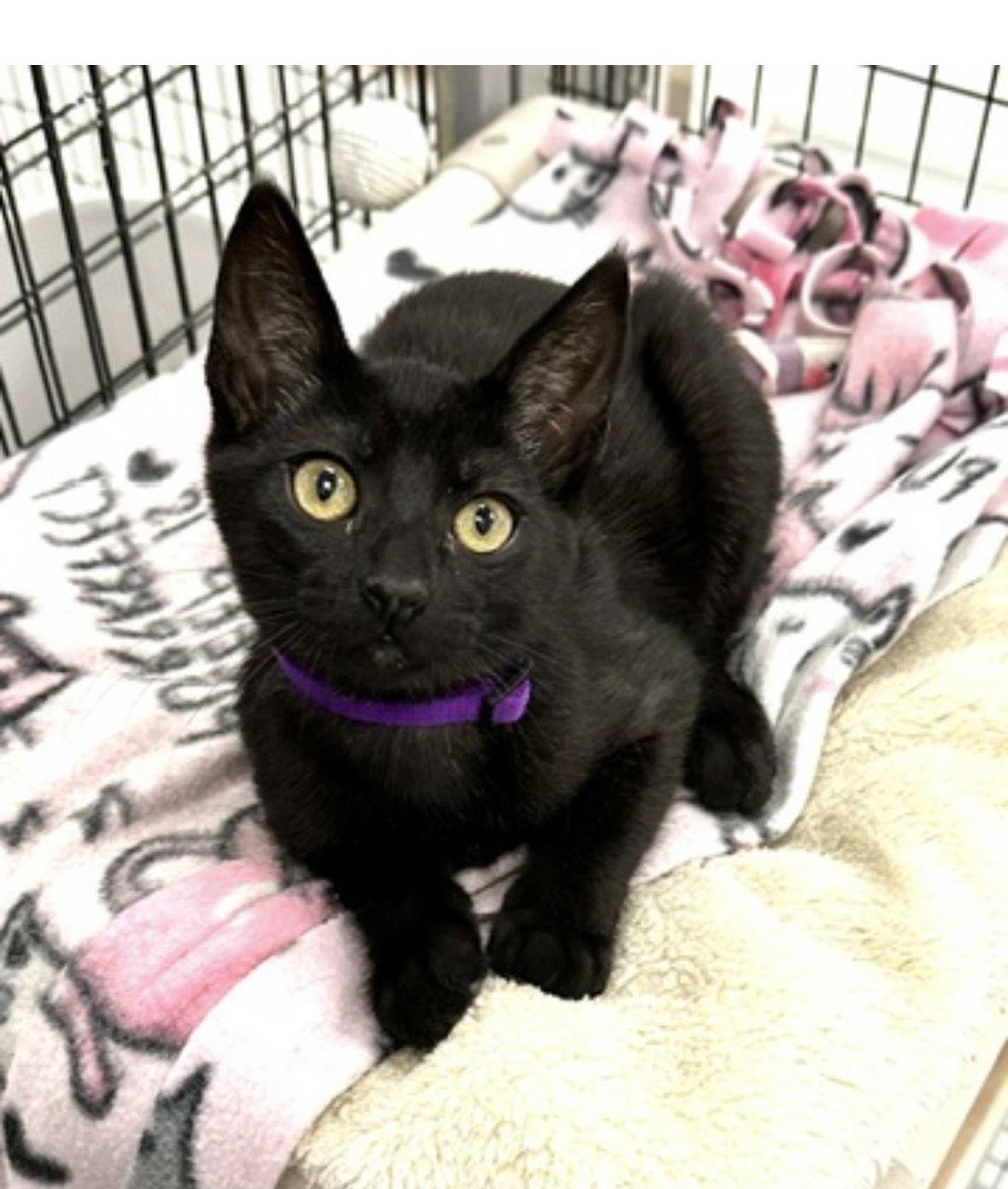 Enlarge Lincoln, a Adopted Domestic Short Hair in West Hills, CA image 2/2