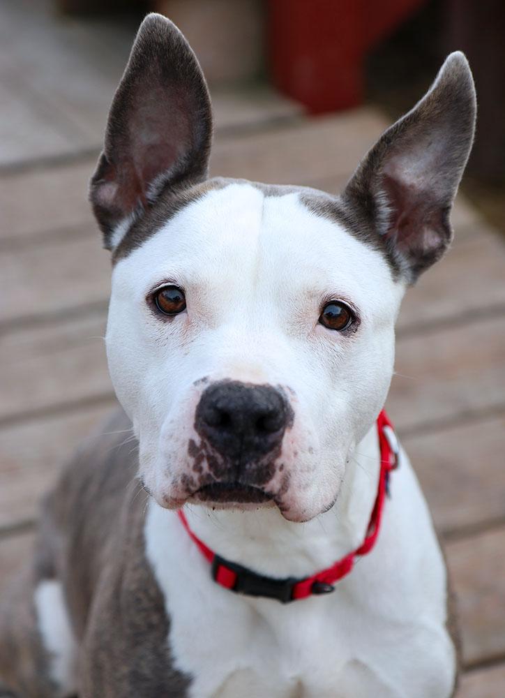 Lilly (AO35419), ADOPTABLE, Adult Female Pit Bull Terrier & Mixed Breed.