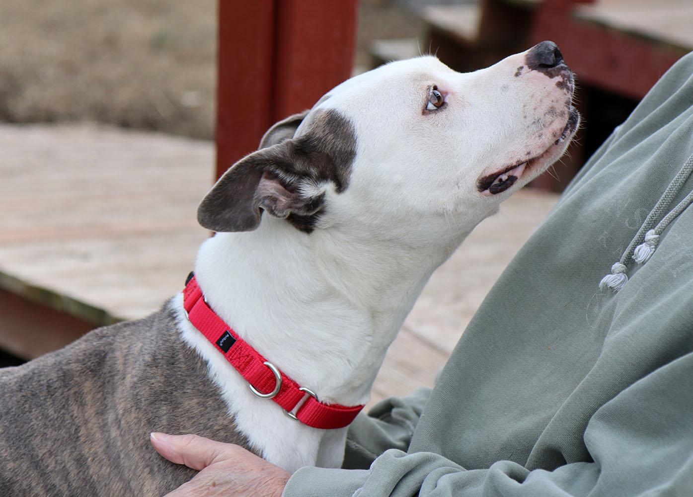Enlarge Lilly (AO35419), a ADOPTABLE mixed breed in Kansas City, KS image 2/6