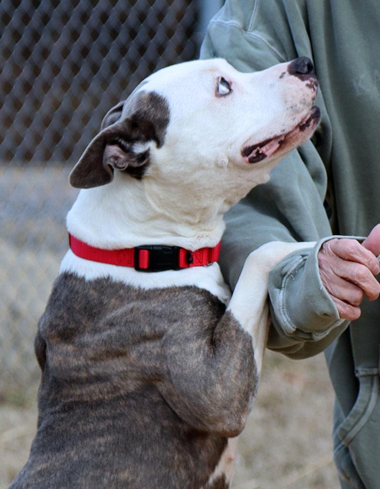 Enlarge Lilly (AO35419), a ADOPTABLE mixed breed in Kansas City, KS image 3/6