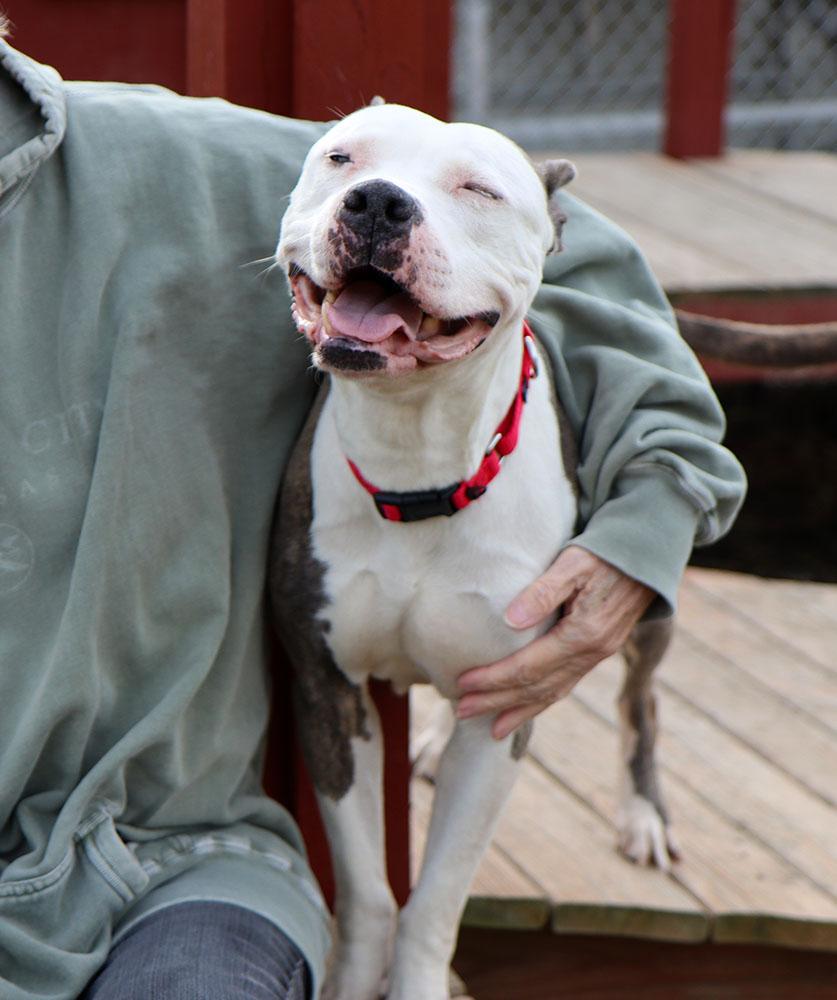 Enlarge Lilly (AO35419), a ADOPTABLE mixed breed in Kansas City, KS image 4/6