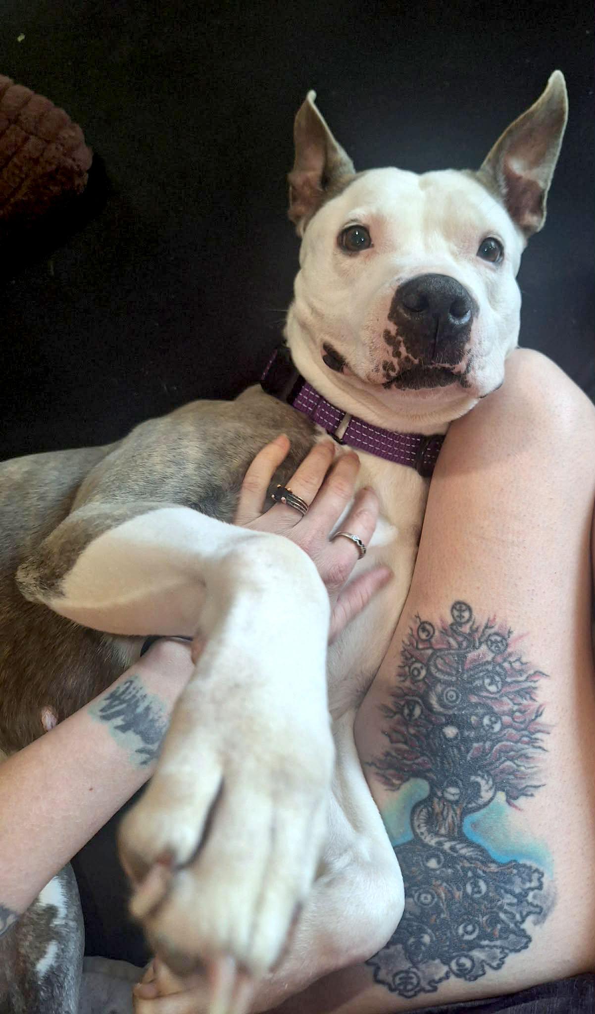 Enlarge Lilly (AO35419), a ADOPTABLE mixed breed in Kansas City, KS image 4/6