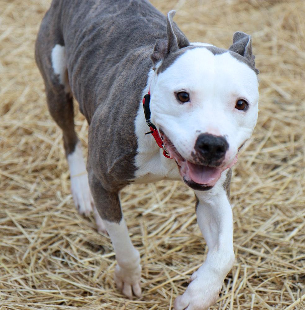 Enlarge Lilly (AO35419), a ADOPTABLE mixed breed in Kansas City, KS image 5/6