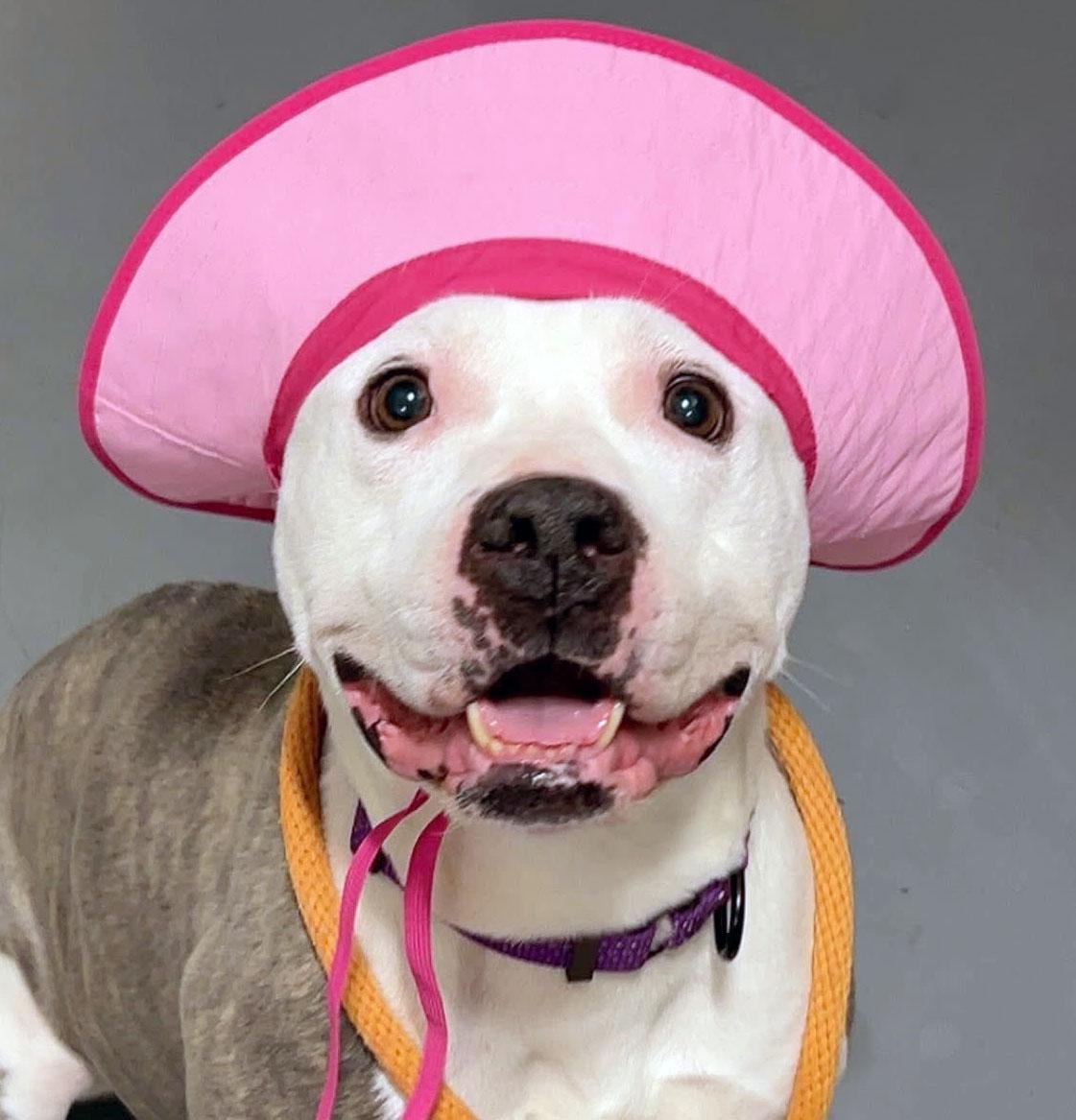 Enlarge Lilly (AO35419), a ADOPTABLE mixed breed in Kansas City, KS image 1/6