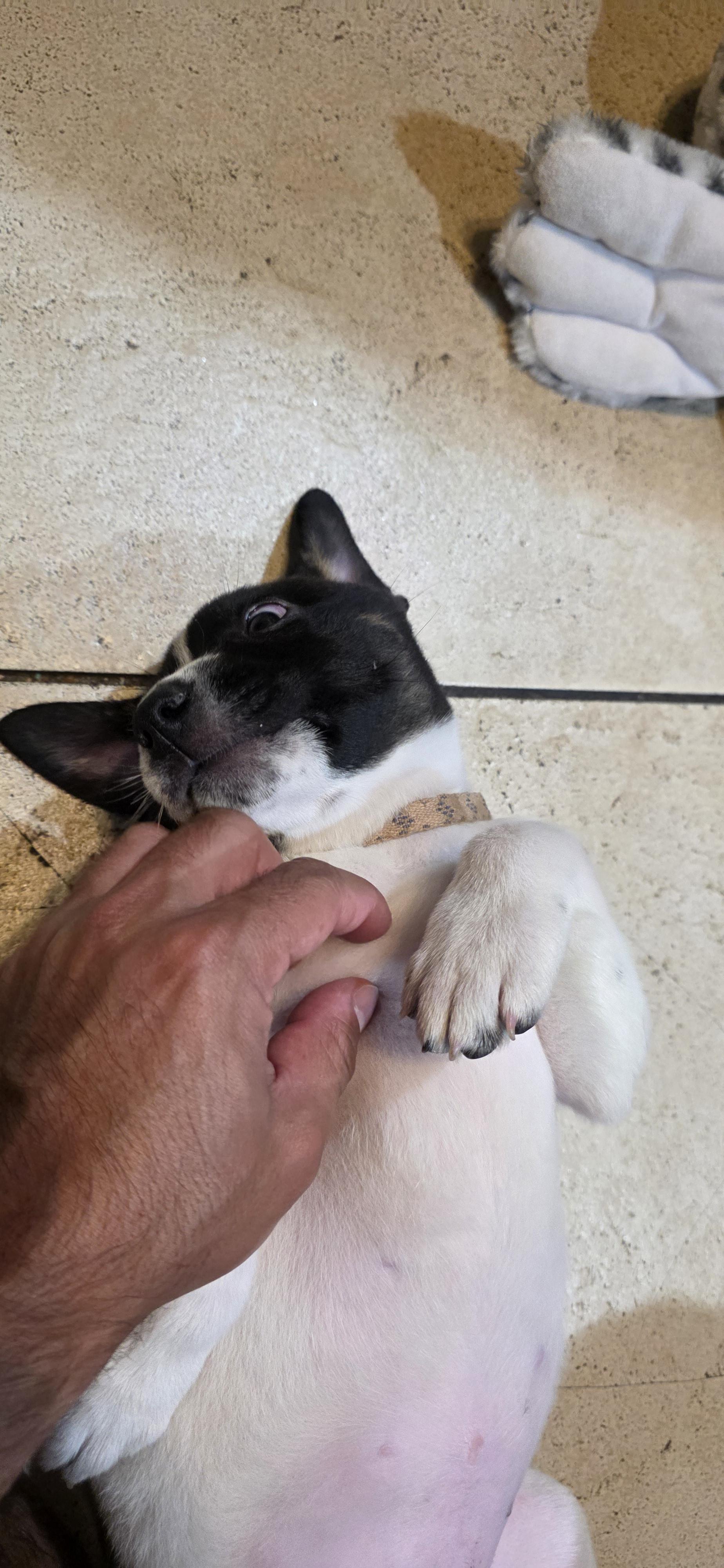 Enlarge Crystal, a Adoptable mixed breed in West Hollywood, CA image 3/5