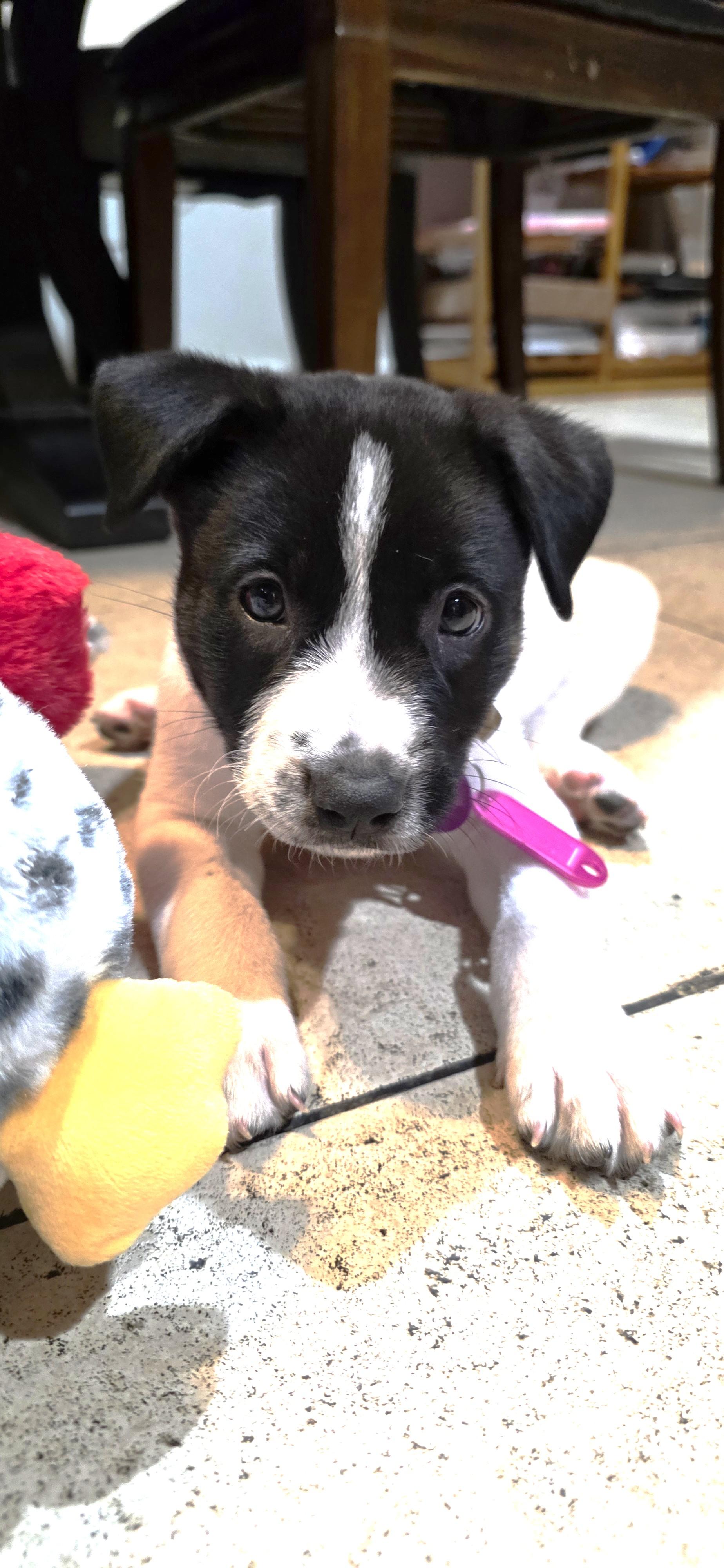 Crystal, Adoptable, Puppy Female Basenji & Pit Bull Terrier.