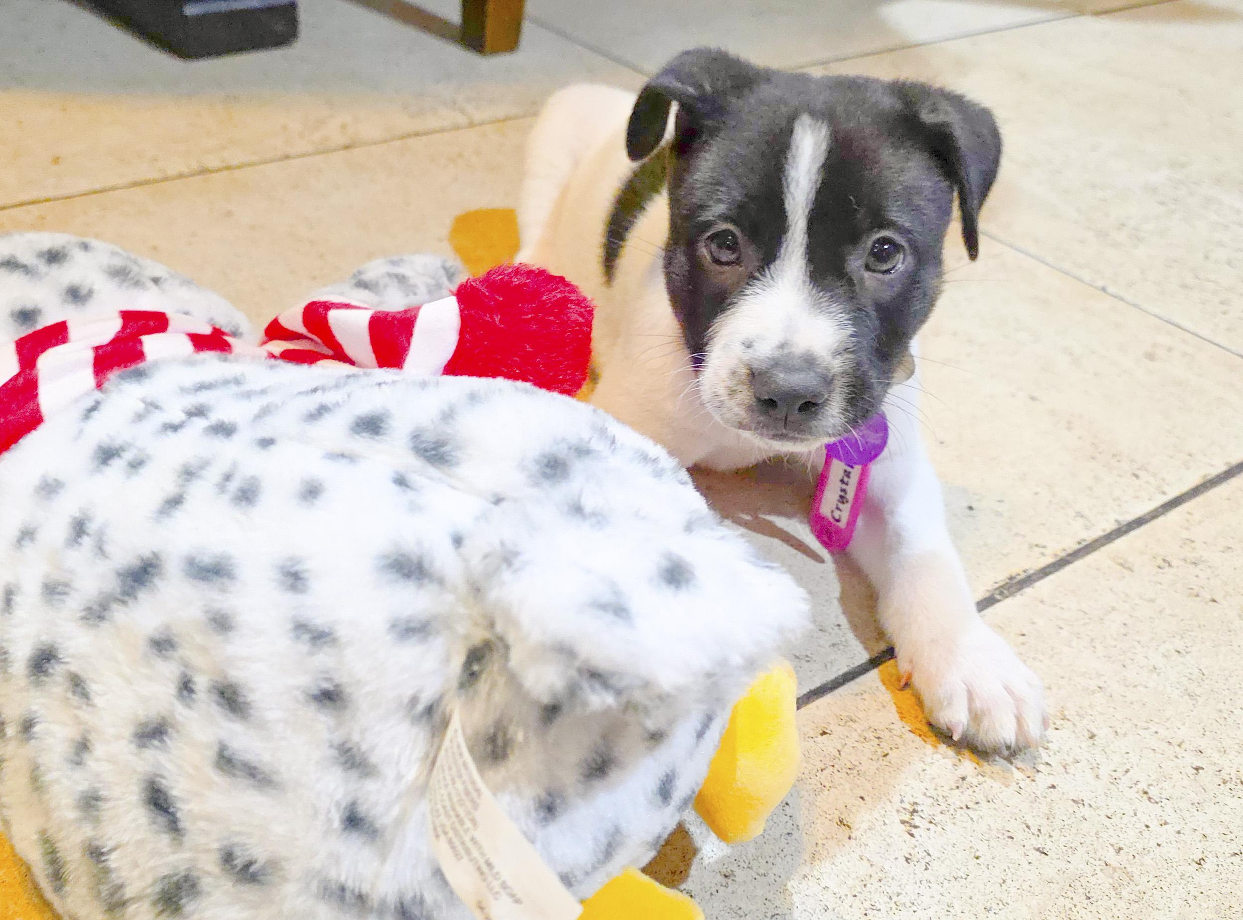 Enlarge Crystal, a Adoptable mixed breed in West Hollywood, CA image 2/5