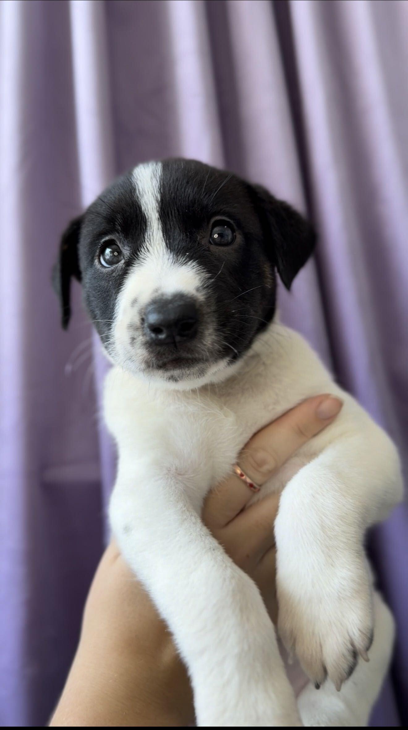 Enlarge Crystal, a Adoptable mixed breed in West Hollywood, CA image 5/5