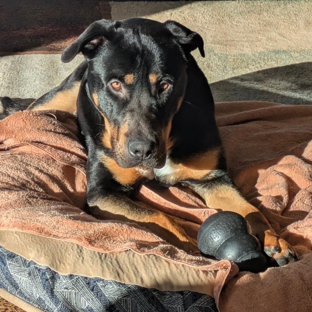 Syon, a Adoptable Mixed Breed in Tacoma, WA image 1/4