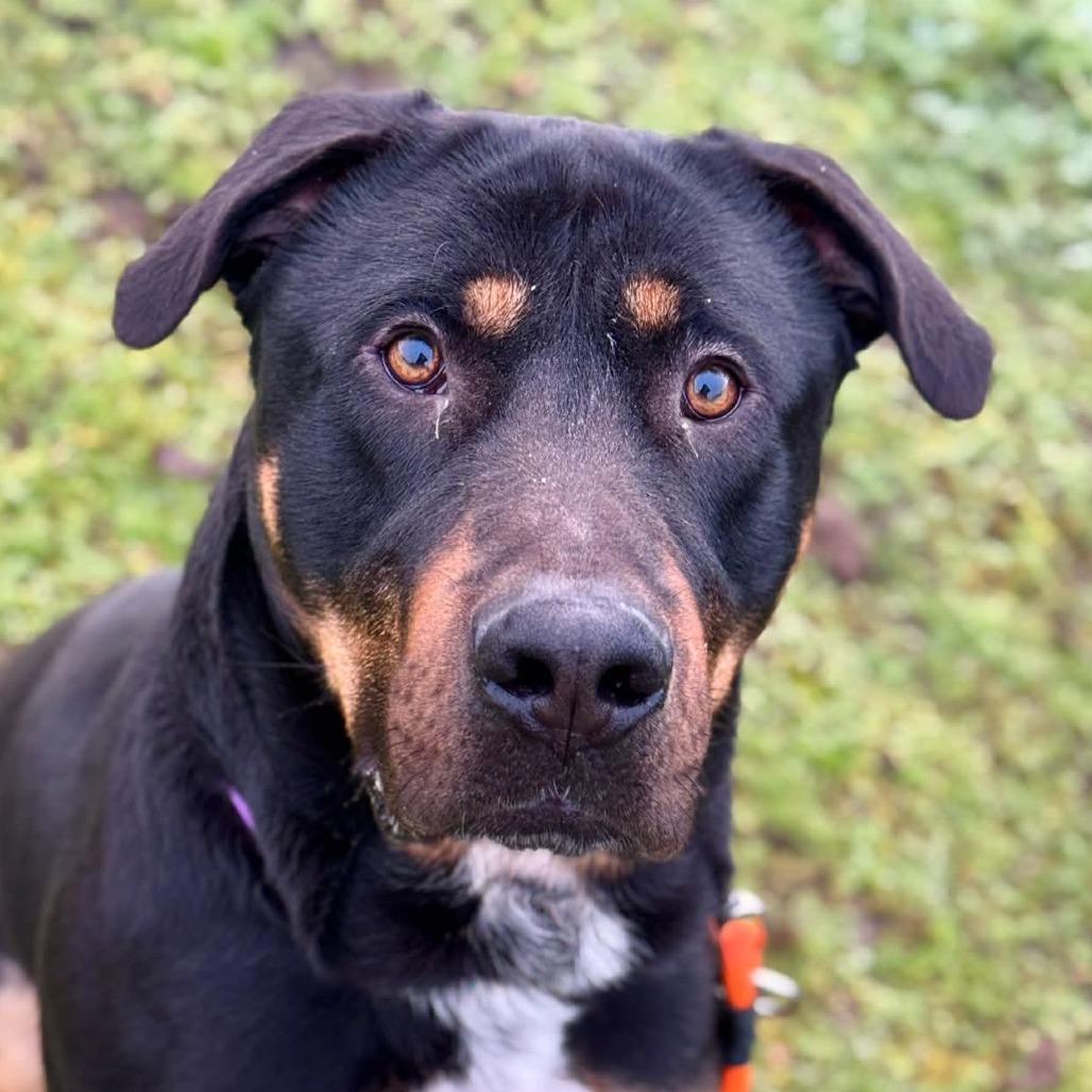 Syon, a Adoptable Mixed Breed in Tacoma, WA image 2/4