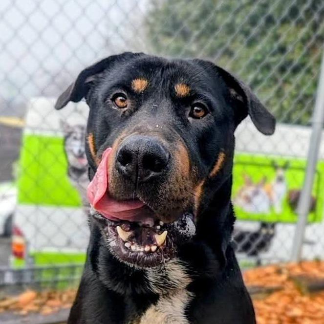 Syon, a Adoptable Mixed Breed in Tacoma, WA image 3/4