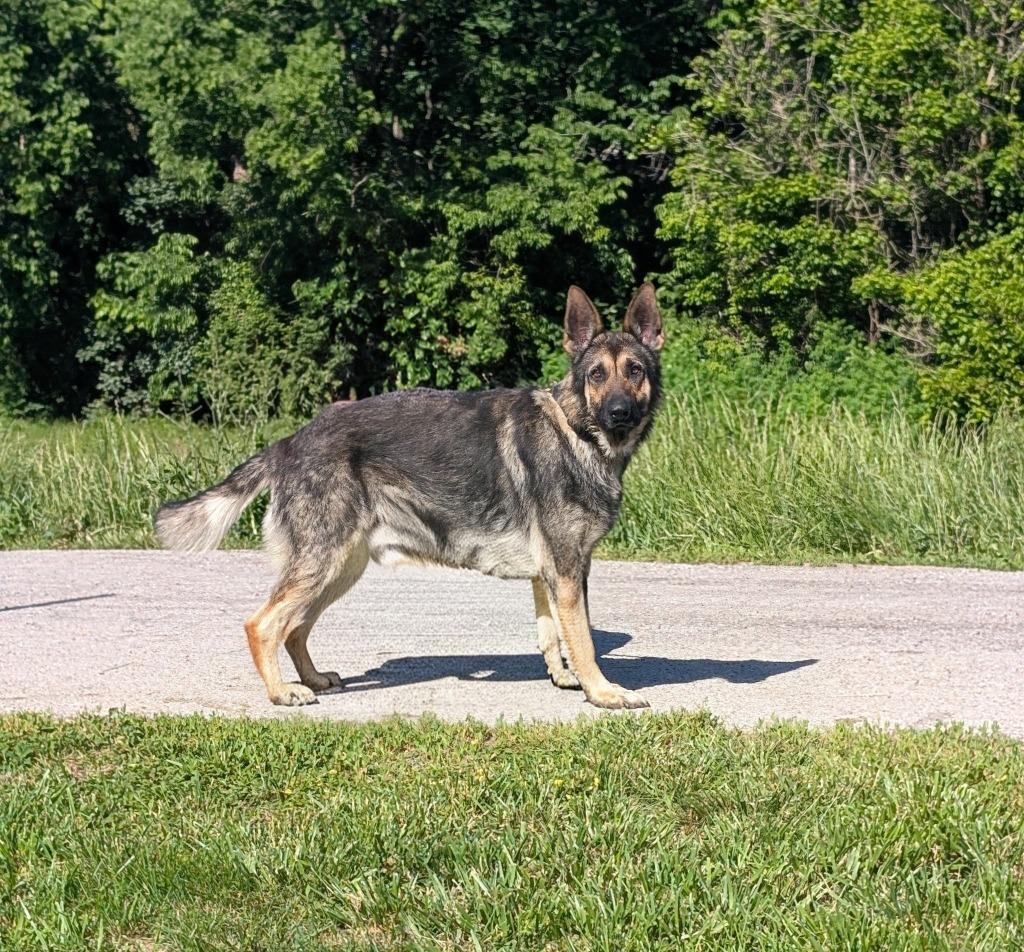 Anthony, a ADOPTABLE German Shepherd Dog in Maysville, KY image 2/2