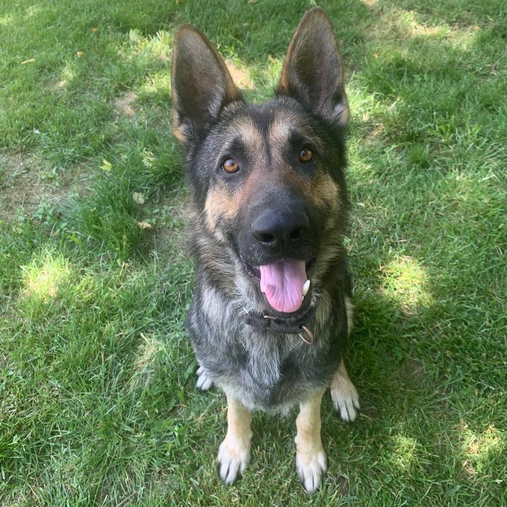 Anthony, ADOPTABLE, Adult Male German Shepherd Dog.