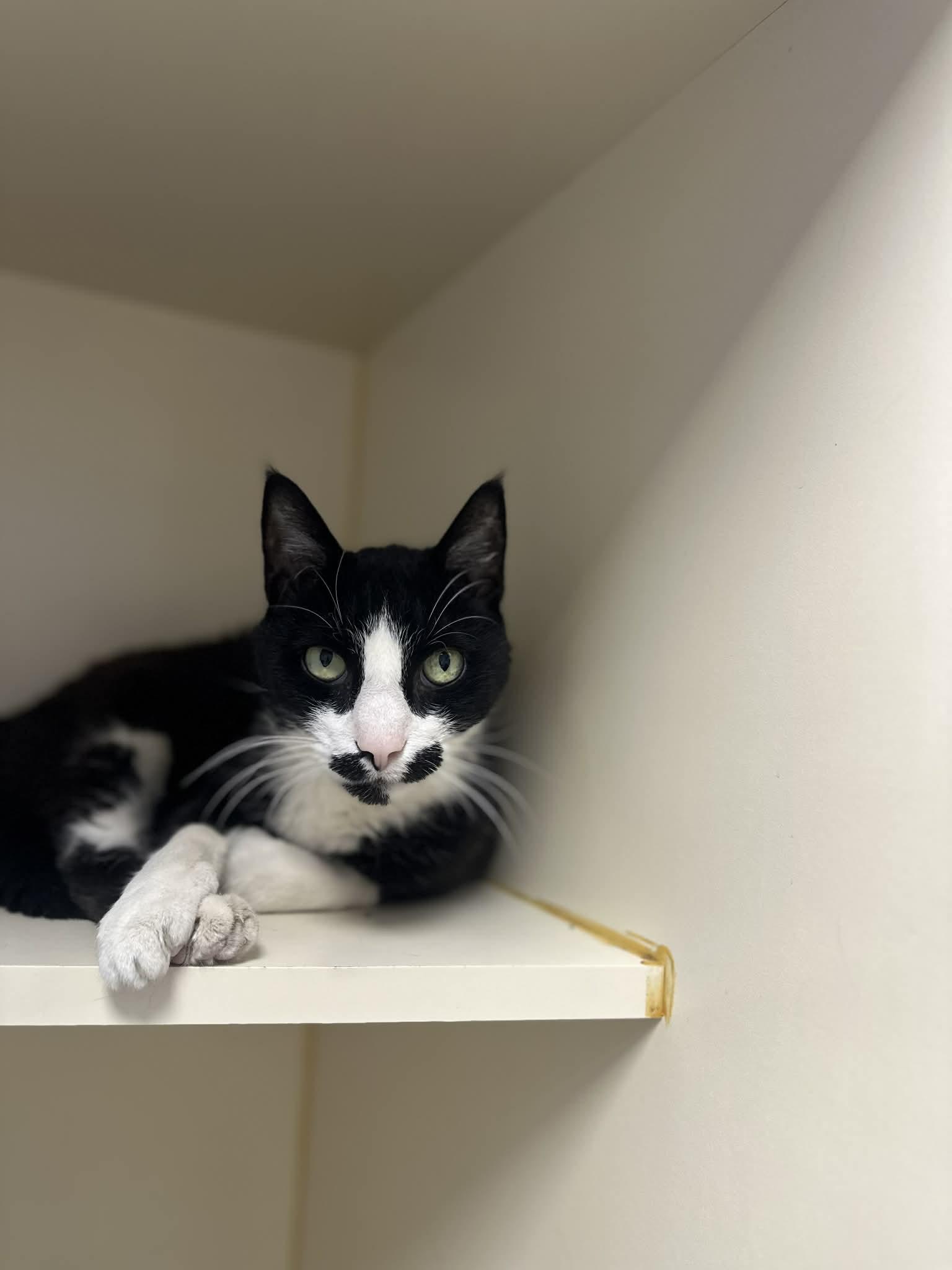 Stache, an adoptable Tuxedo in Myerstown, PA image 4/4