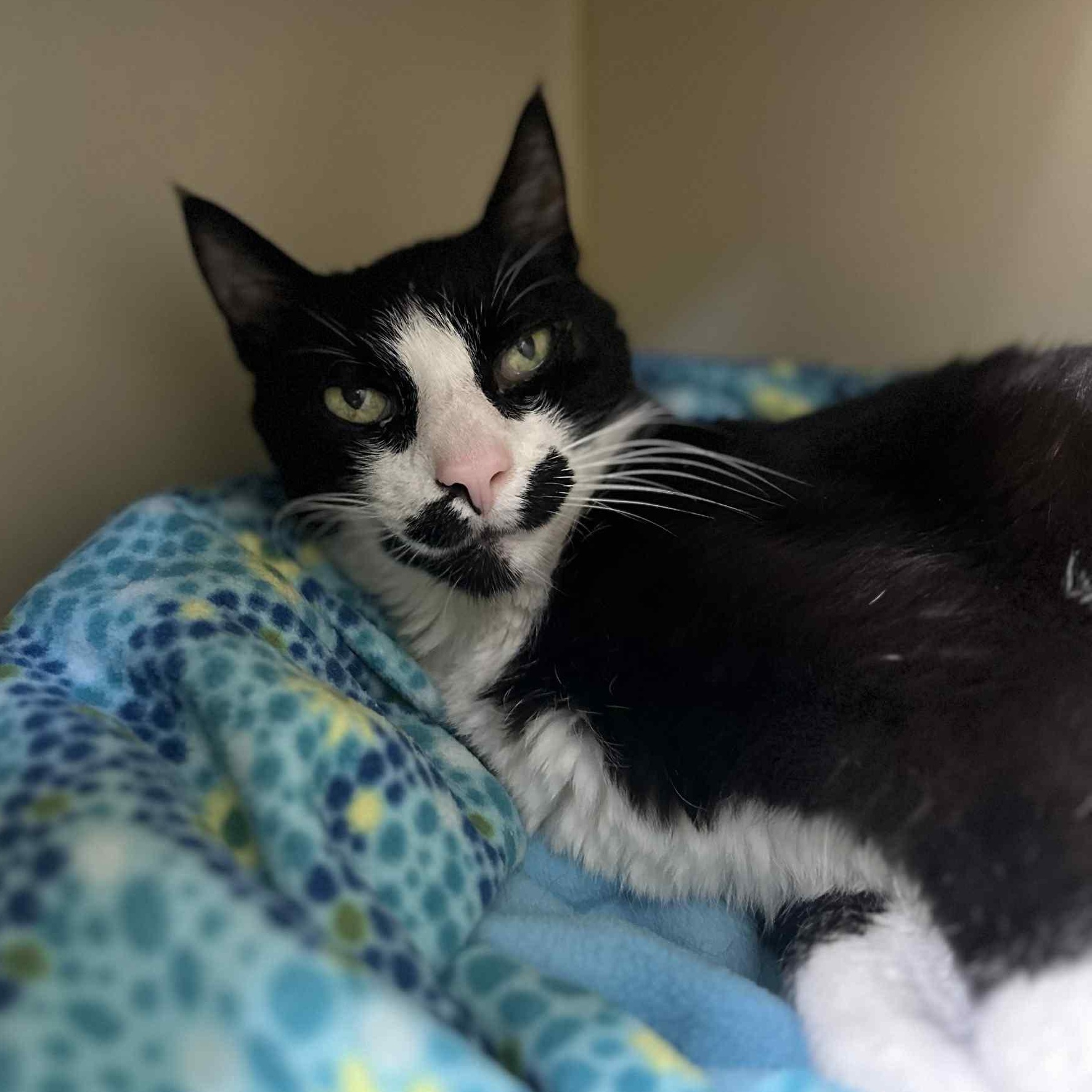 Stache, an adoptable Tuxedo in Myerstown, PA image 3/4