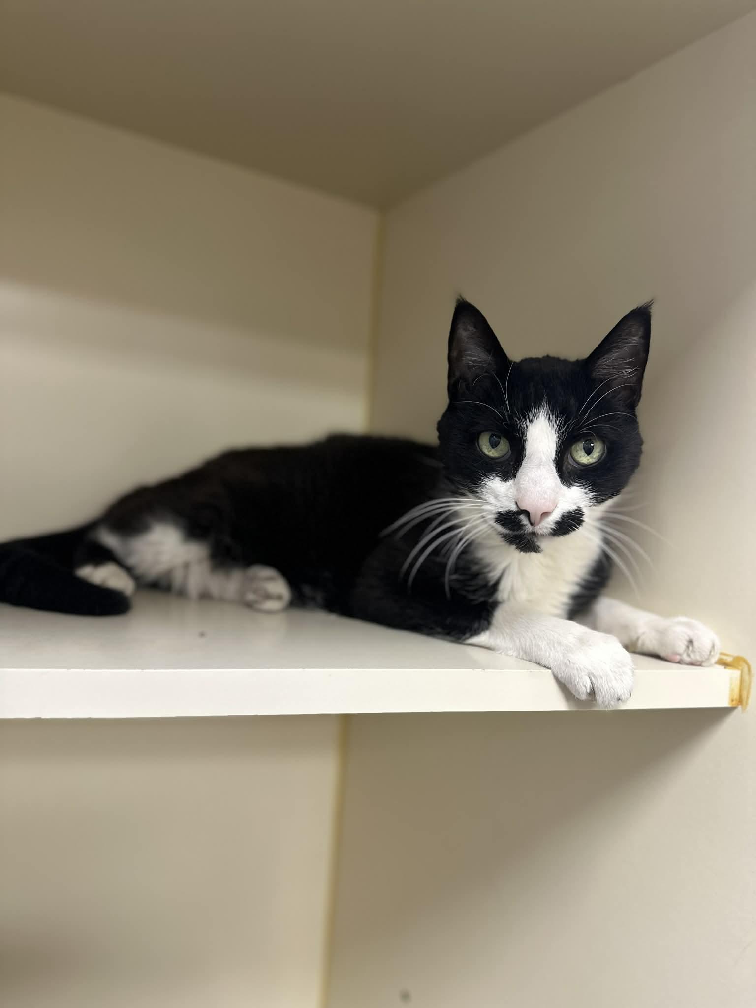 Stache, an adoptable Tuxedo in Myerstown, PA image 2/4