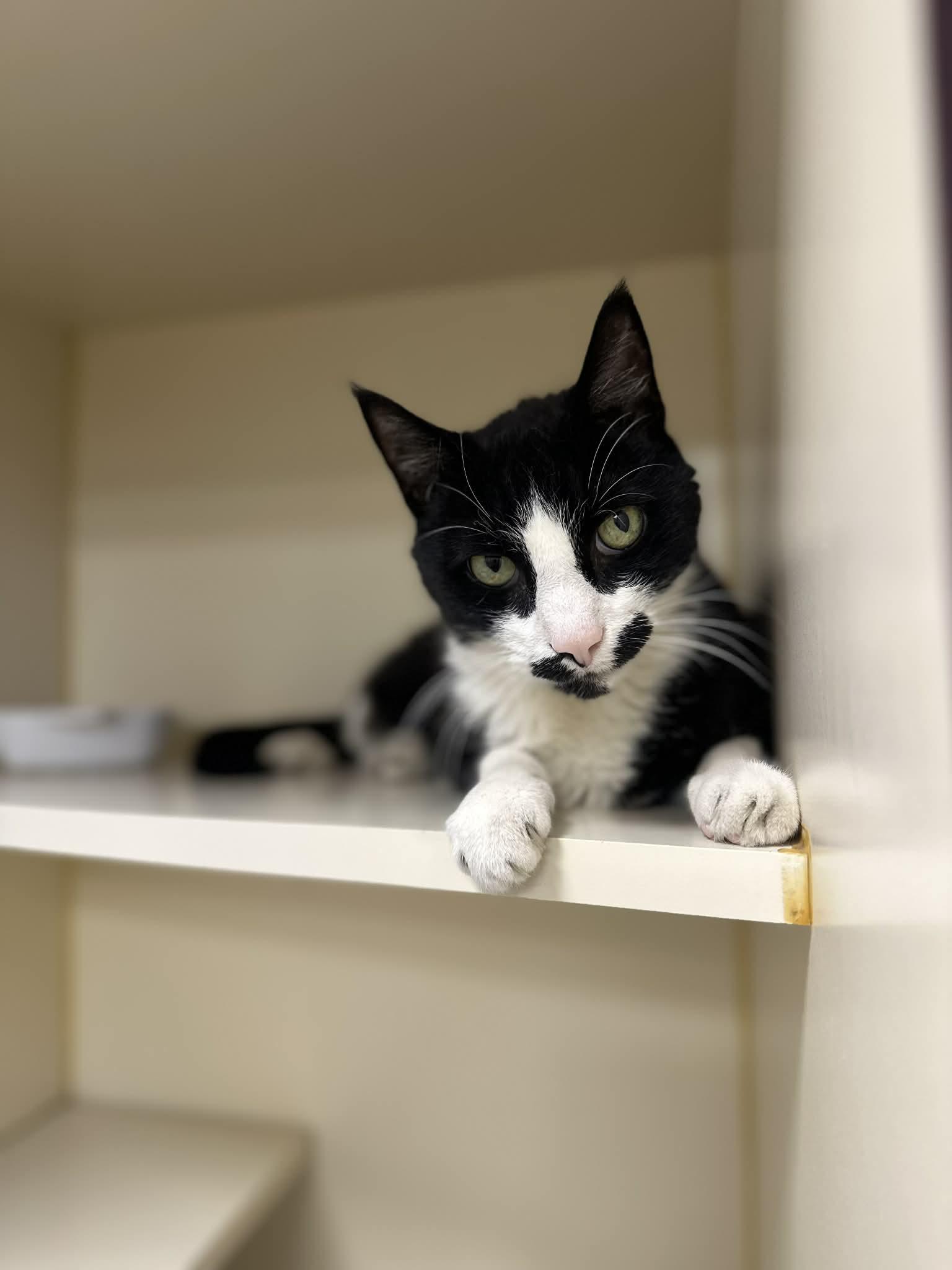 Stache, adoptable, Senior Male Tuxedo.