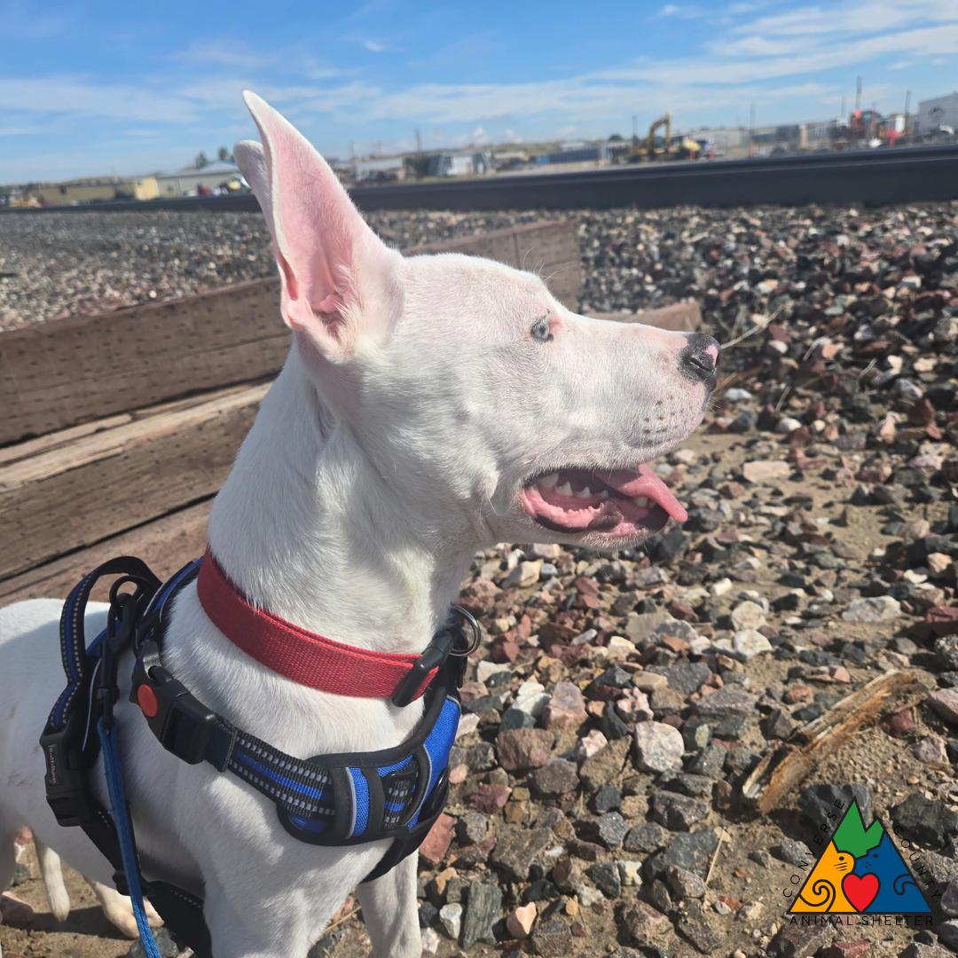 Enlarge Shiloh, a ADOPTABLE mixed breed in Douglas, WY image 4/5