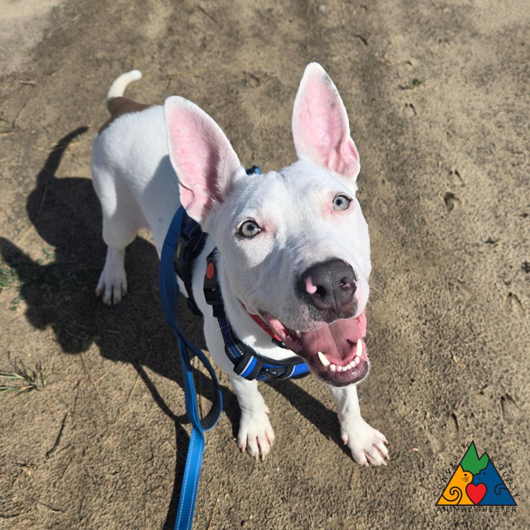 Enlarge Shiloh, a ADOPTABLE mixed breed in Douglas, WY image 5/5