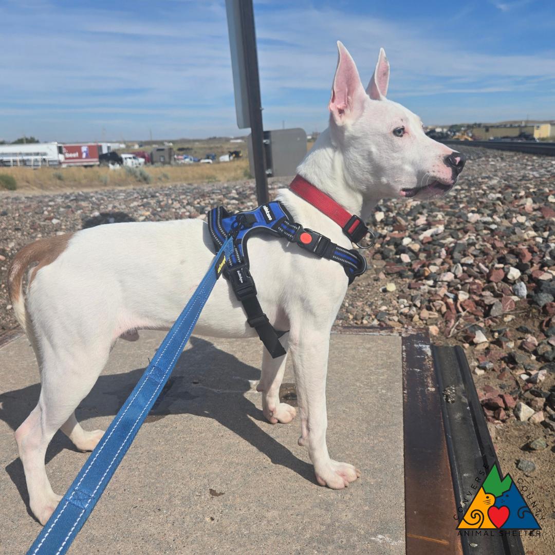 Enlarge Shiloh, a ADOPTABLE mixed breed in Douglas, WY image 2/5